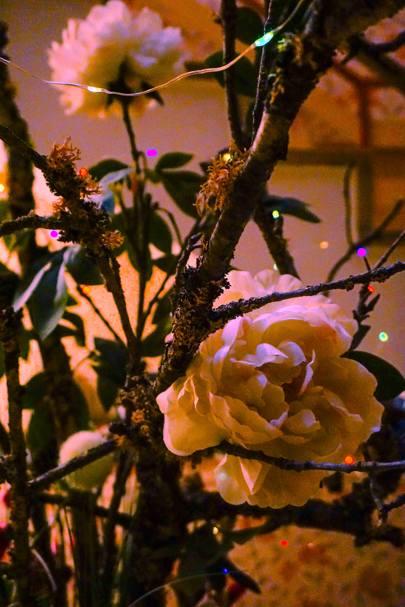dsc09326